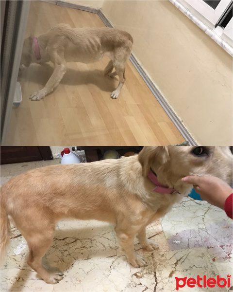 Golden Retriever, Köpek  Rozi fotoğrafı