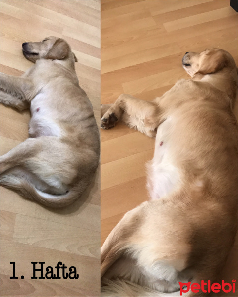 Golden Retriever, Köpek  Rozi fotoğrafı