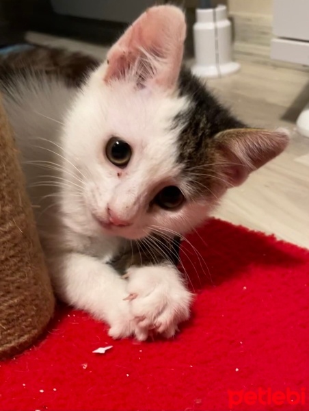 Tekir Kedi, Kedi  Tarçın fotoğrafı
