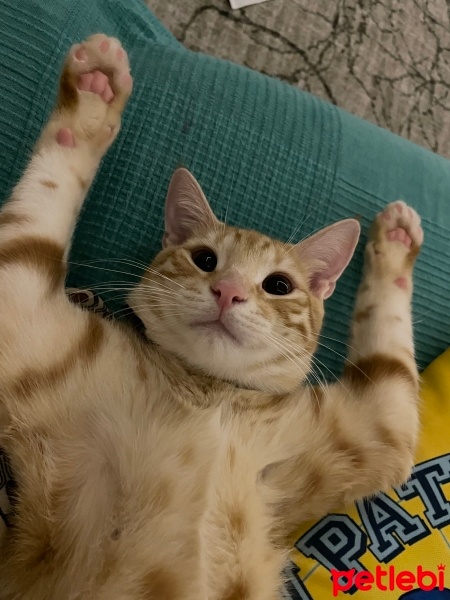 Sarman, Kedi  Kimyon fotoğrafı
