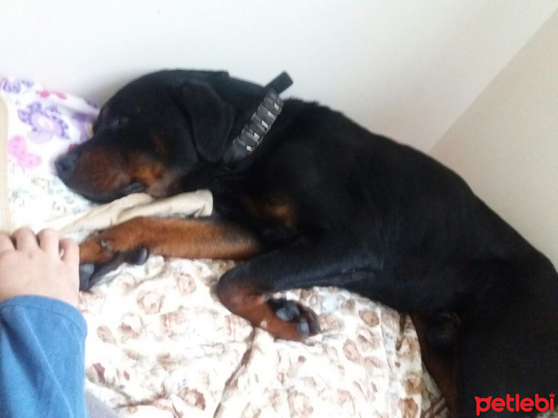 Rottweiler, Köpek  Leo fotoğrafı