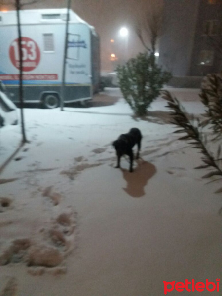 Rottweiler, Köpek  Leo fotoğrafı