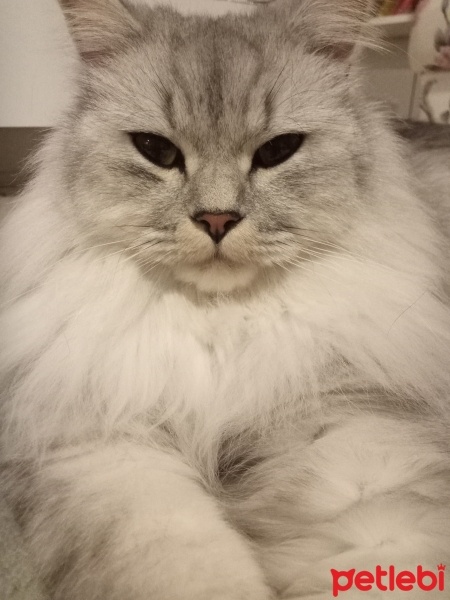 British Longhair, Kedi  Minnoş fotoğrafı