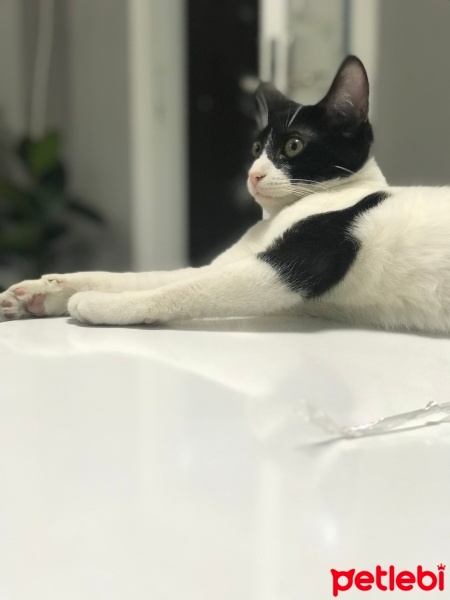 Tuxedo (Smokin) Kedi, Kedi  boncuk fotoğrafı