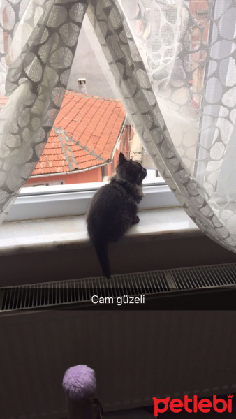 İran Kedisi (Persian), Kedi  MİA fotoğrafı