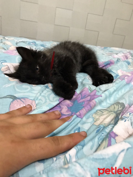 İran Kedisi (Persian), Kedi  MİA fotoğrafı