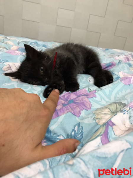 İran Kedisi (Persian), Kedi  MİA fotoğrafı