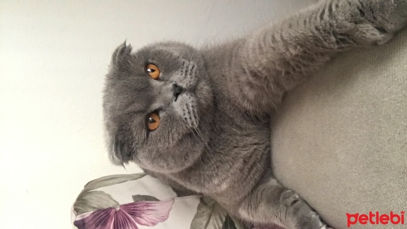 Scottish Fold, Kedi  Tom fotoğrafı