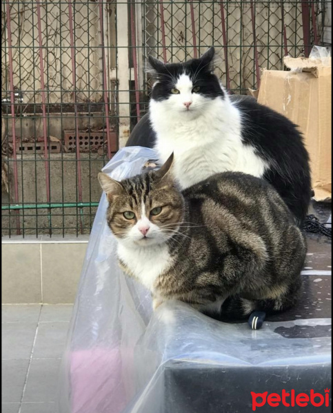 York Chocolate, Kedi  Kaptan Charlie ve Flynn fotoğrafı