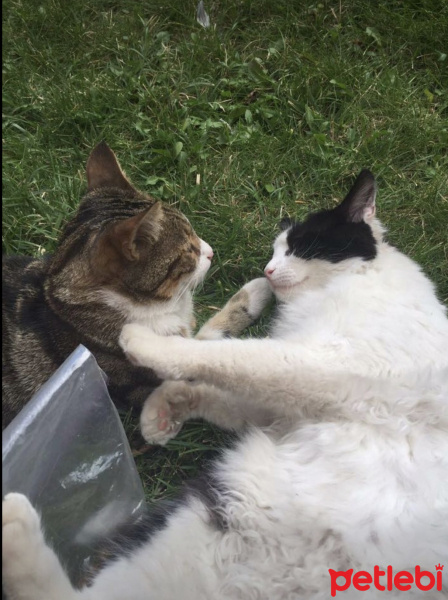 York Chocolate, Kedi  Kaptan Charlie ve Flynn fotoğrafı