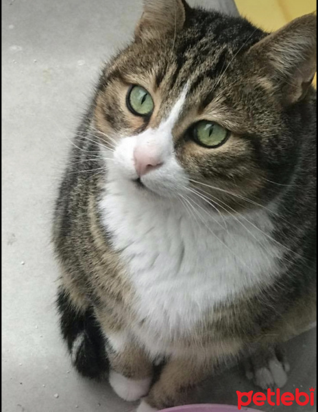 York Chocolate, Kedi  Kaptan Charlie ve Flynn fotoğrafı