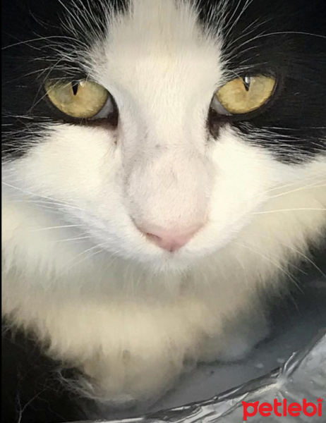 York Chocolate, Kedi  Kaptan Charlie ve Flynn fotoğrafı