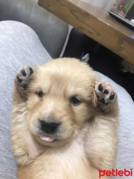 Golden Retriever, Köpek  DAİSY fotoğrafı
