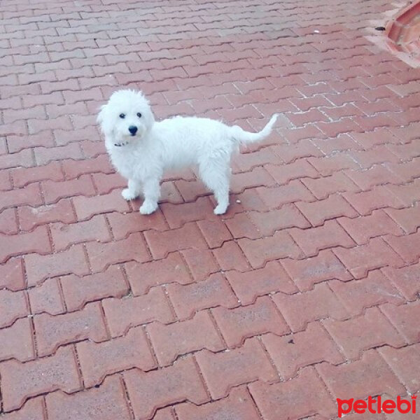 Maltese, Köpek  Lucky fotoğrafı