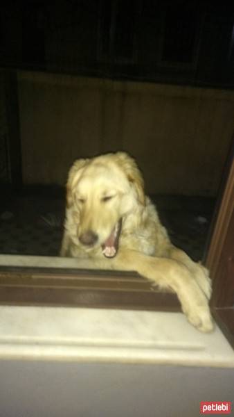 Golden Retriever, Köpek  oscar fotoğrafı