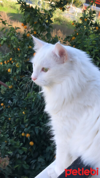 Ankara Kedisi, Kedi  Oskar fotoğrafı