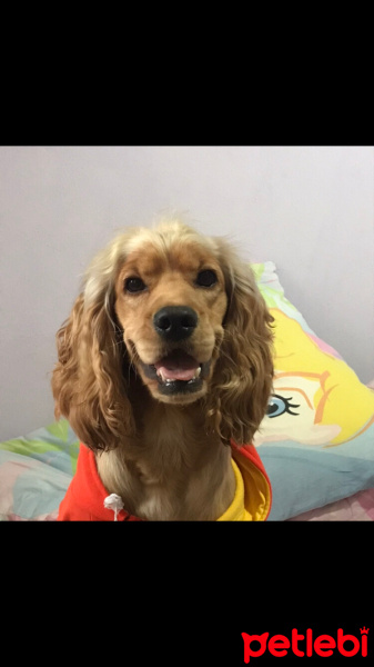 Amerikan Cocker Spaniel, Köpek  Zeus fotoğrafı