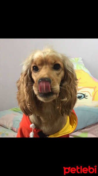 Amerikan Cocker Spaniel, Köpek  Zeus fotoğrafı