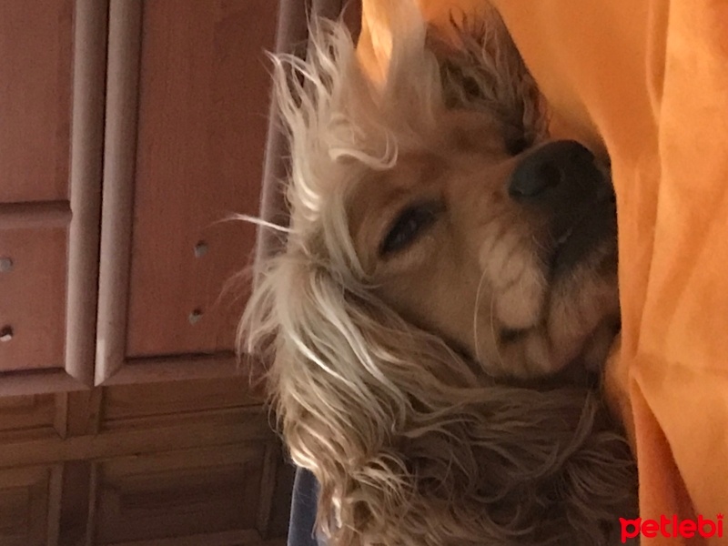Amerikan Cocker Spaniel, Köpek  Zeus fotoğrafı