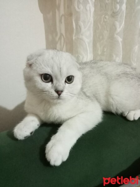 Scottish Fold, Kedi  Pamuk fotoğrafı