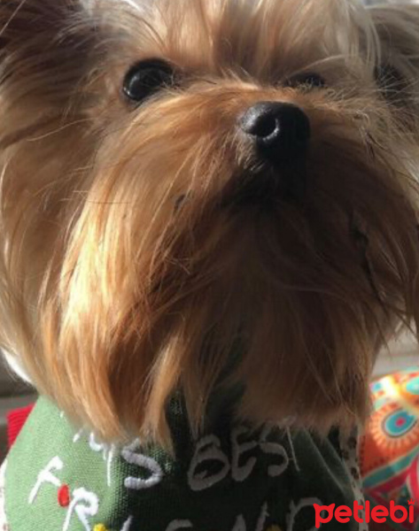 Yorkshire Terrier, Köpek  Solita Paris fotoğrafı
