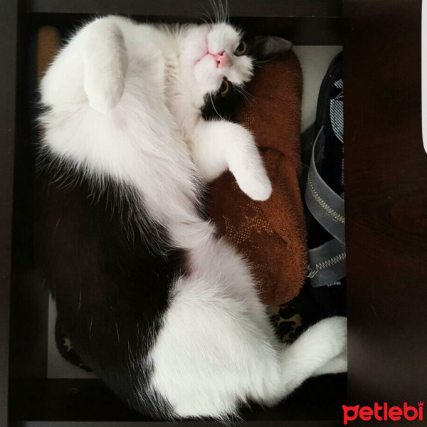 Tekir Kedi, Kedi  Zeytin fotoğrafı