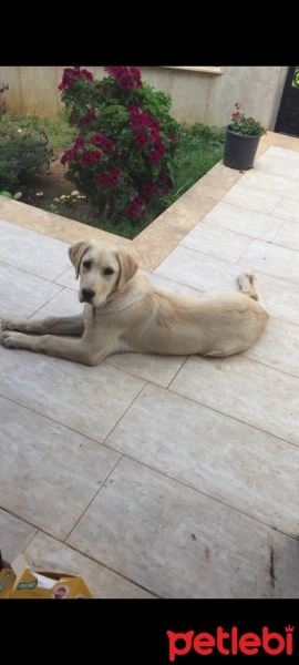Labrador Retriever, Köpek  Çakra fotoğrafı