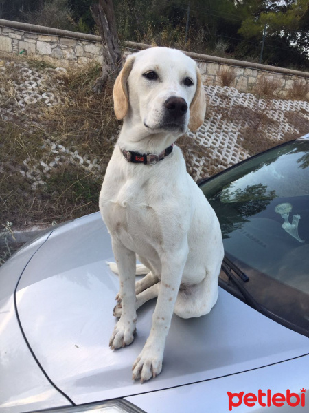 Alman Kısa Tüylü Pointer, Köpek  Ada fotoğrafı