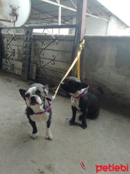 Fransız Bulldog, Köpek  Linda fotoğrafı