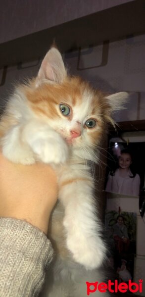 Norwegian Forest, Kedi  Lokum fotoğrafı