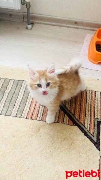 Norwegian Forest, Kedi  Lokum fotoğrafı