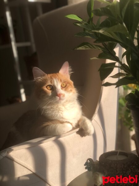 Norwegian Forest, Kedi  Lokum fotoğrafı