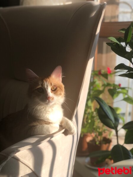 Norwegian Forest, Kedi  Lokum fotoğrafı