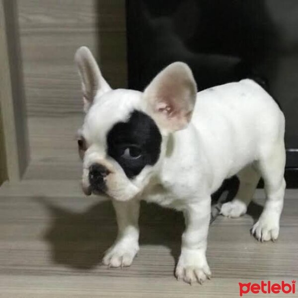 Fransız Bulldog, Köpek  Minik fotoğrafı