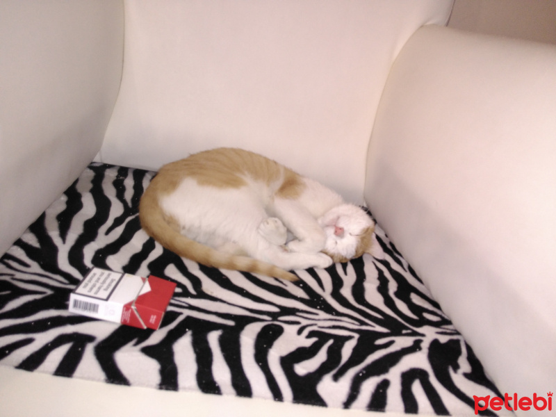 Tekir Kedi, Kedi  Fasulye  fotoğrafı