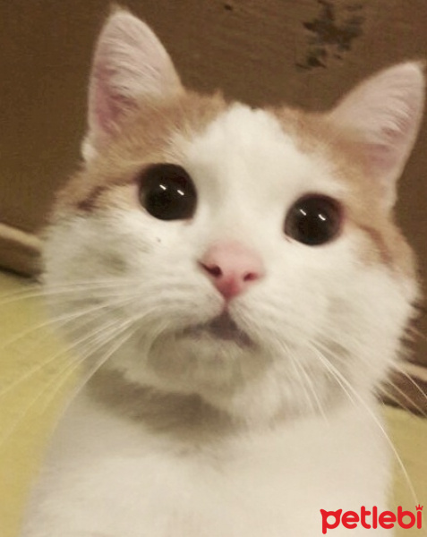 Tekir Kedi, Kedi  Fasulye  fotoğrafı