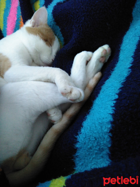 Tekir Kedi, Kedi  Fasulye  fotoğrafı