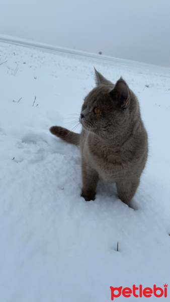 British Shorthair, Kedi  Eddy fotoğrafı