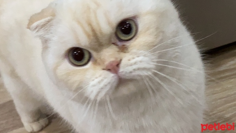 Scottish Fold, Kedi  Boncuk fotoğrafı
