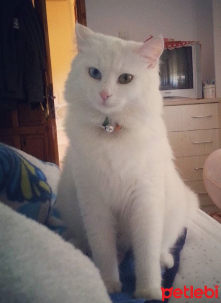 Van Kedisi, Kedi  Minnoş fotoğrafı
