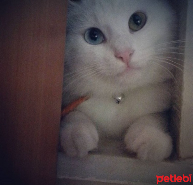 Van Kedisi, Kedi  Minnoş fotoğrafı