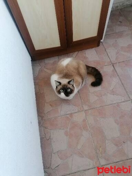 British Shorthair, Kedi  Çiko fotoğrafı