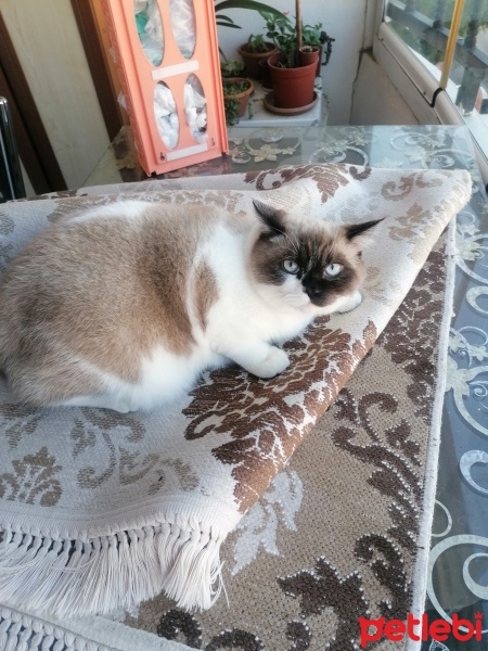 British Shorthair, Kedi  Çiko fotoğrafı