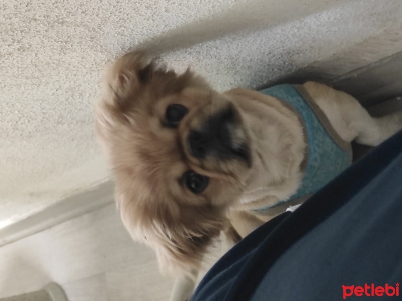 Pekingese, Köpek  Uzi fotoğrafı