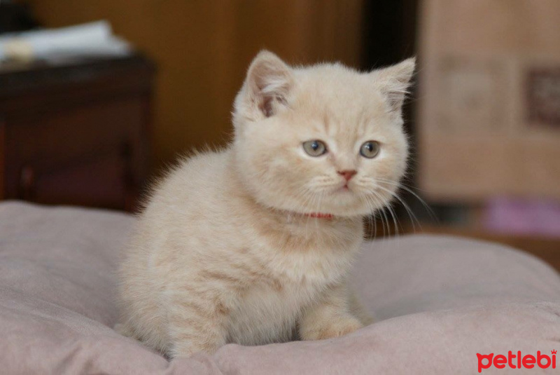 British Shorthair, Kedi  Tarçın fotoğrafı