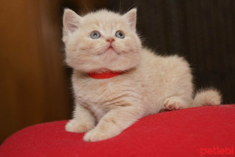 British Shorthair, Kedi  Tarçın fotoğrafı