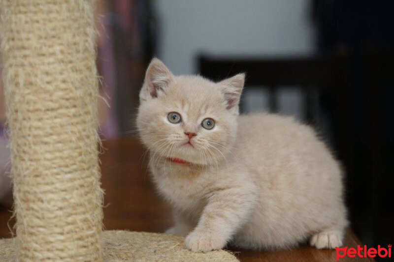 British Shorthair, Kedi  Tarçın fotoğrafı