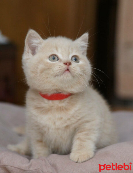 British Shorthair, Kedi  Tarçın fotoğrafı