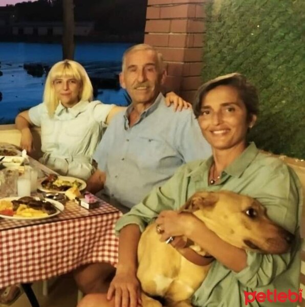 Presa Canario, Köpek  Hera fotoğrafı