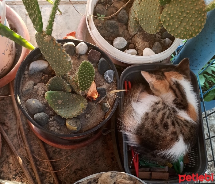 Balinese, Kedi  Şila fotoğrafı